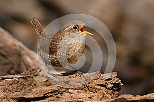 Winter Wren - Troglodytes hiemalis