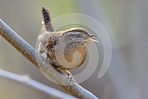 Winter wren ( Troglodytes troglodytes )