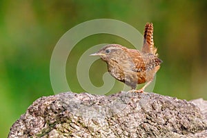 Winter Wren - Troglodytes troglodytes perched on a log.