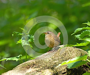 Winter Wren in Woodland