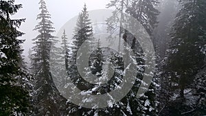 Winter& x27;s Throne