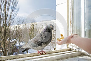 In winter, you can feed bread from the pigeon`s hand from the ba