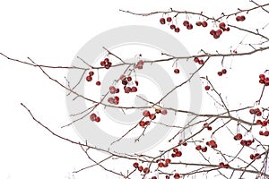 Winterberries on bare tree twigs covered in snow, isolated on white background  - Ilex verticillata