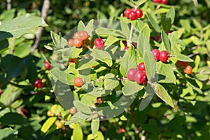 Ilex verticillata - Winterberries on the branch