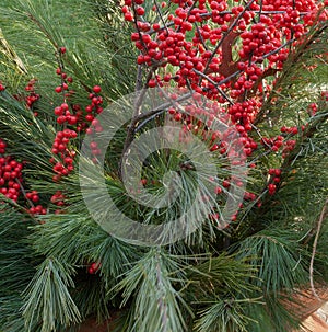Winterberries and Pine