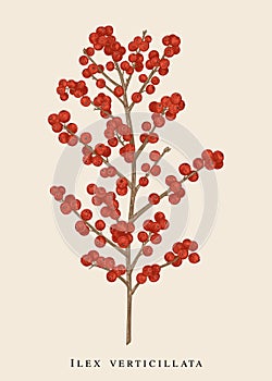 Winterberry branch. Ilex verticillata photo