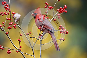 Winterberry Cardinal