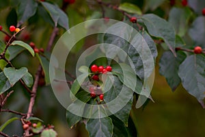 Winterberry holly Ilex verticillata