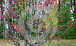 Winterberry Holly, Ilex verticillata, during autumn
