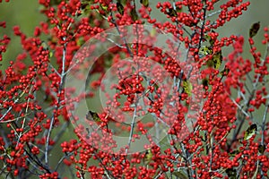 Winterberry Holly with Red Berries  817193