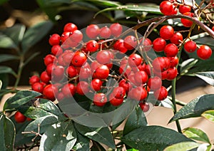 Winterberry - Ilex verticillata photo