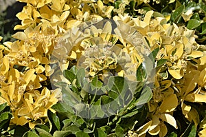 Wintercreeper bicolor