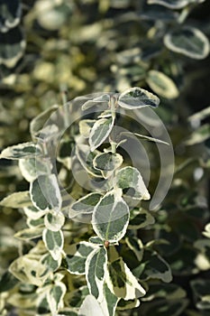 Wintercreeper Dans Delight