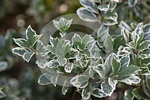 Wintercreeper Emerald Gaiety - Latin name - Euonymus fortunei Emerald Gaiety photo