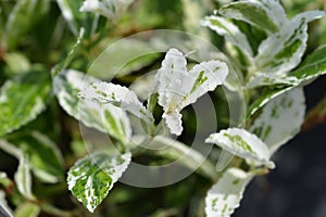 Wintercreeper Harlequin