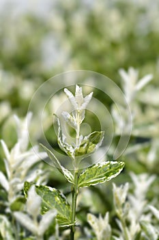 Wintercreeper Harlequin