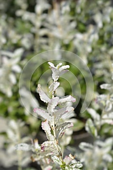 Wintercreeper Harlequin