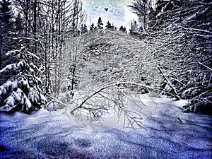 Winterdream in the Blackforest