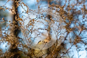 Wintered Wildflower Branches in the Forest