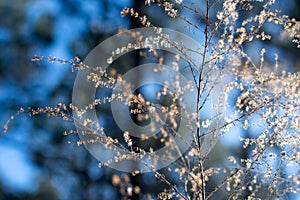 Wintered Wildflower in the Forest