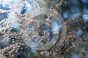 Wintered Wildflowers with Blue Bokeh Background