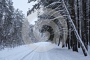 Winterforest in the evening