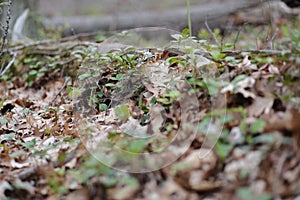 Wintergreen around a Log