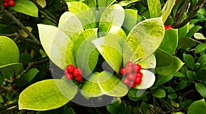 Wintergreen Gaultheria procumbens with Red Berries