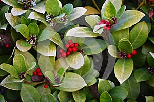 Wintergreen Gaultheria procumbens with Red Berries