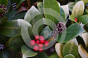 Wintergreen Gaultheria procumbens with Red Berries