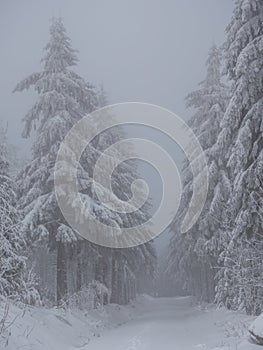 Winterimpressionen in the german Wood