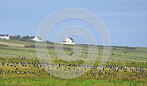 Wintering Barnacle Geese photo