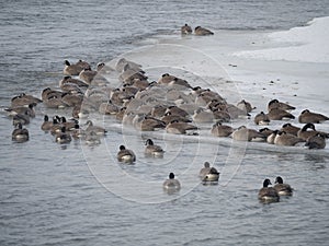 Wintering Canadian Geese on an icy riverbank.