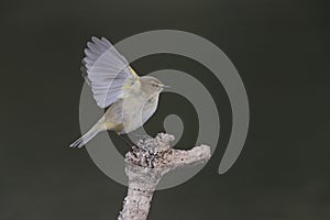 Wintering Common chiffchaff Phylloscopus collybita taking-off