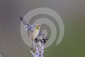 Wintering Common chiffchaff at touch-down