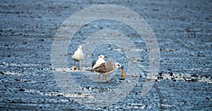 Wintering Heuglin Gulls (Larus heuglini