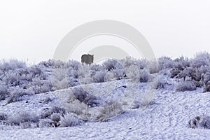 Wintering.Horse grazing alone. Desert area at Balkhash. Winter landscape near the lake Balkhash.