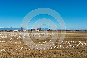 Wintering Lesser Snow Geese, Chen caerulescens, feeding and resting in farm field, Brunswick Point, BC, Canada.