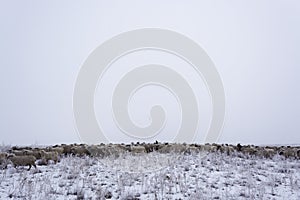 Wintering.Minimalism. Monochrome gray sky. Shepherd with a flock. Nomadic household Kazakhstan.