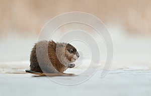 Wintering muskrat on the edge of the ice