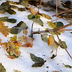 Wintering Robin among dry leaves in the snow