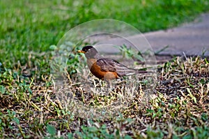 Robin Redbreast in Neblet City Park, Canyon, Texas. photo