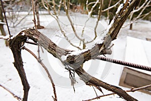 Wintering vine in snowy nature. Winter time. Agriculture. Eco farming. Viniculture. Viticulture.