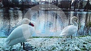 Wintering white swans on the water canal of the city of Slupsk