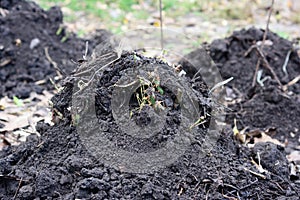 Winterizing roses in autumn by creating a mound of soil, compost over the base of a pruned rose plant. A close up of a mounded