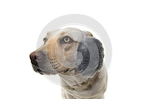 WINTERLABRADOR DOG SCARED OF FIREWORKS, THUNDERSTORMS, LOUD NOISES. WEARING FLUFFY EARMUFFS. ISOLTED SHOT AGAINST WHITE BACKGROUND photo