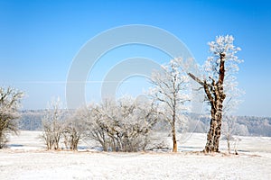 Winterlandschaft mit BÃÂ¤umen photo