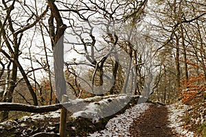 Winterly forest photo