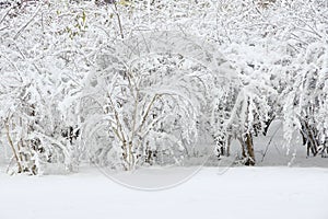 Winterly shrubbery