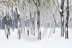 Winterly trees